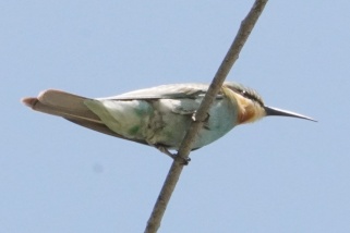 Merops superciliosus - Madagaskarspint